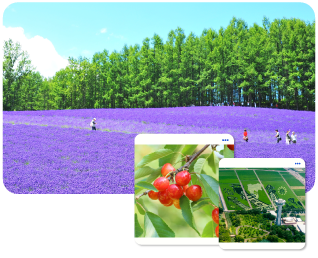 AJ11_1 - Happiness Hokkaido Lavender (Cherry Picking) 7D5N