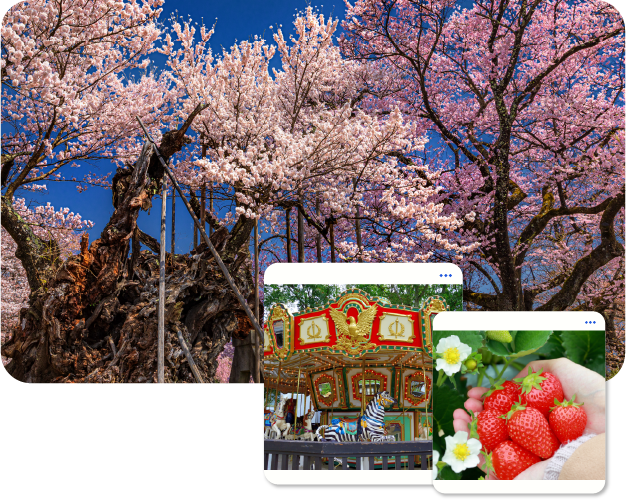 AJ03_2_HAPPINESS SPRINGTIME CHERRY BLOSSOMS IN HOKUTO 6D4N